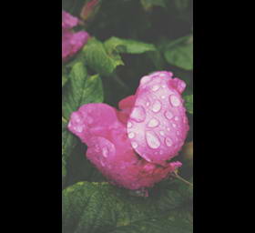 玫瑰开花花粉红色新鲜湿水雨露...