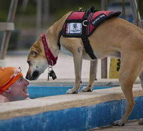 游泳者残疾人服务犬受伤的战士...